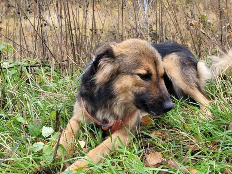 В Можайском округе ввели карантин по бешенству животных