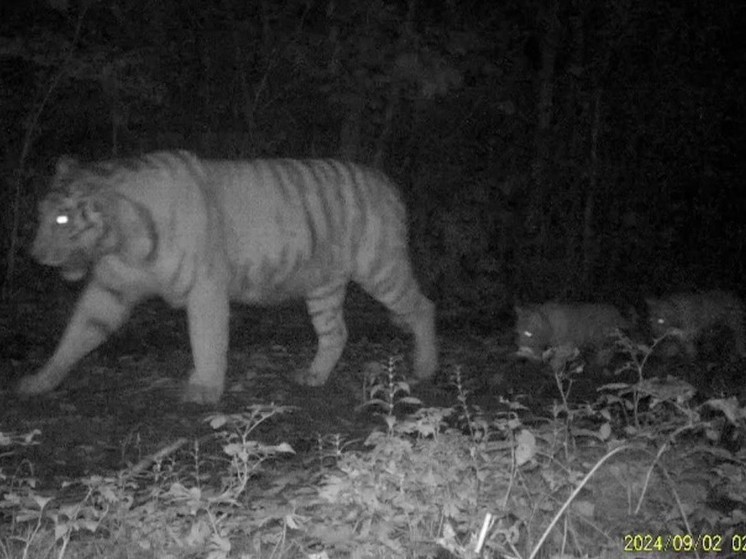 В Хабаровском крае тигрица с маленькими тигрятами вышла на ночную охоту, чтобы избежать встречи с опасным соседом