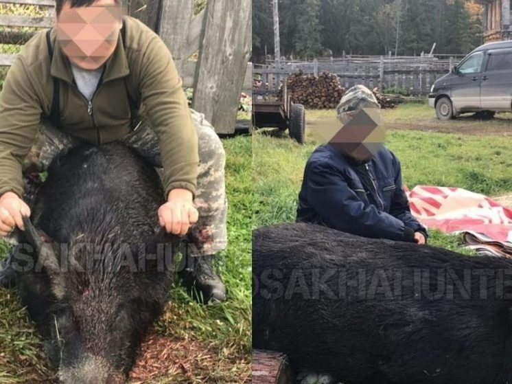 В Якутии ищут охотников, незаконно добывших редкого кабана