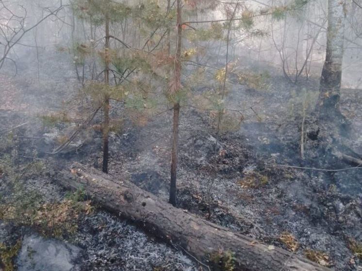 4 часа тушили огонь в лесу всего в 1 км от Электрогорска