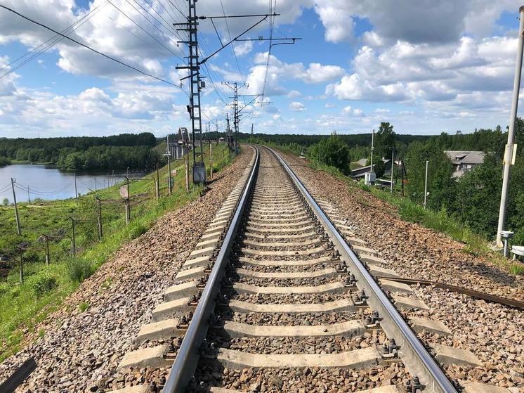 Сразу два лося погибли на железной дороге под Петербургом