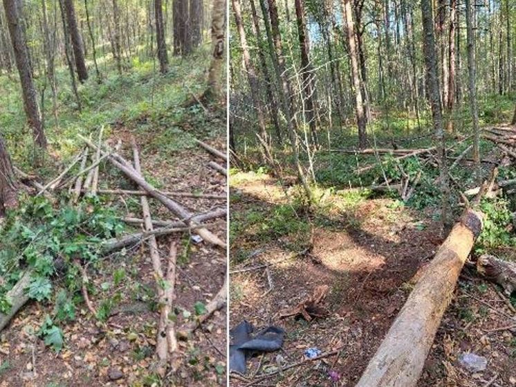 В парке «Белые пески» в Сосновом Бору вандалы уничтожили несколько сосен