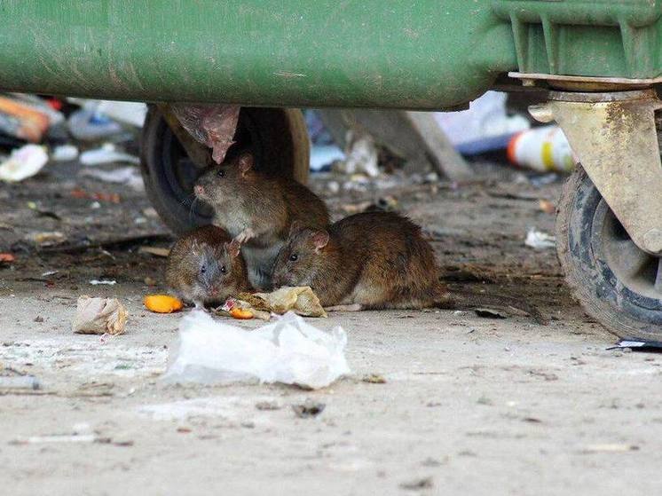 Борьбу с полчищами крыс усилят в Корсакове