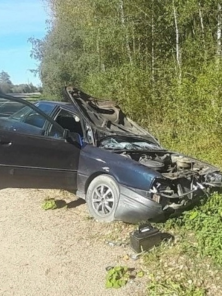 В Тверской области водитель иномарки погиб после столкновения с лосем