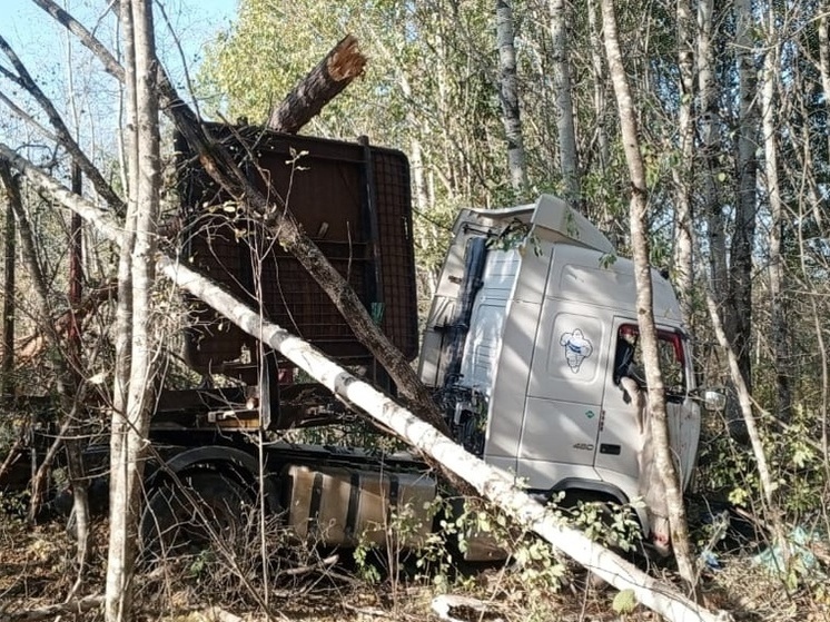 В Новгородской области скатился в кювет лесовоз, два человека пострадали