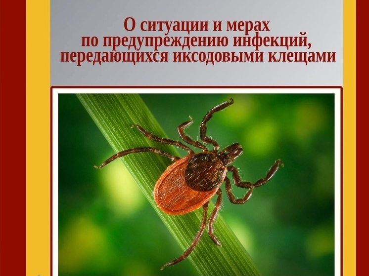 Клещи продолжают беспокоить липчан