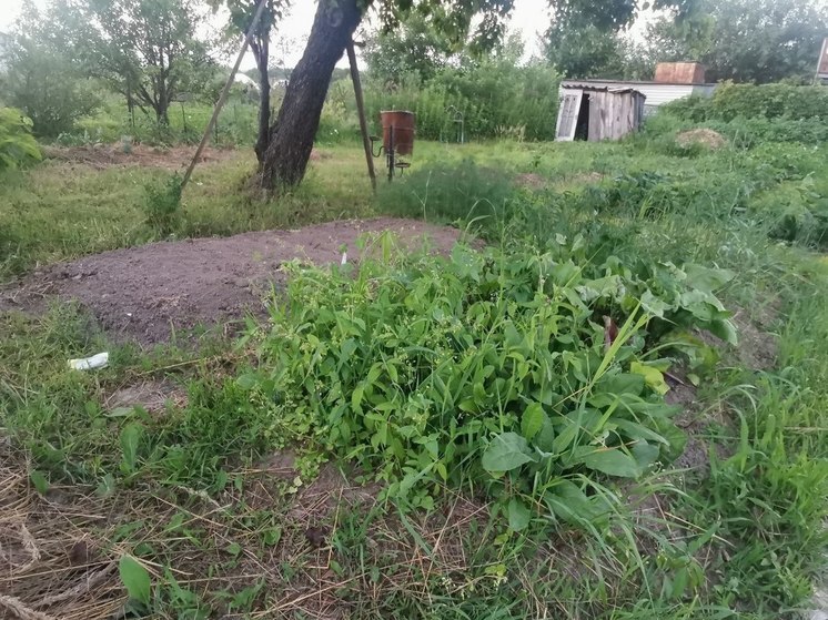 Землю, зараженную яйцами и личинками гельмитов, нашли в Амурской области