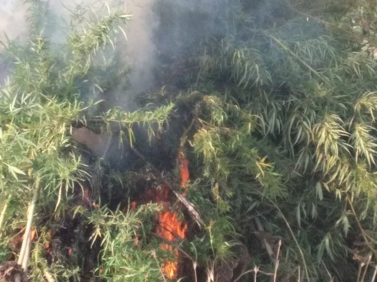 В херсонском селе Костогрызово избавились от конопли