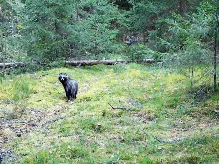 В Нижне-Свирском заповеднике енотовидная собака позировала на камеру