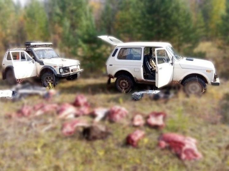 В Братском районе двое мужчин убили изюбря