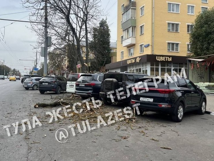 Из-за сильно ветра в Туле дерево свалилось на припаркованные автомобили