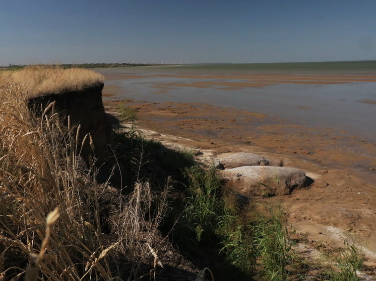 ТАСС: причиной «красных приливов» в Азовском море является бурное развитие водорослей