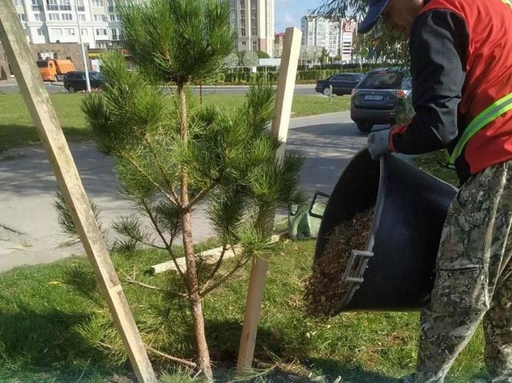 Зеленоградские озеленители продолжают заниматься компенсационными высадками