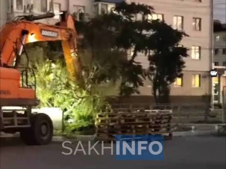 В Холмске варварски уничтожили молодые деревья