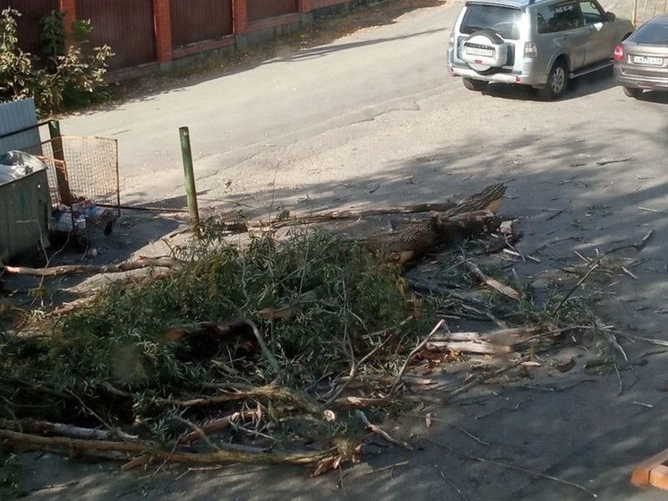 На улице Бекешской рухнуло сухое дерево