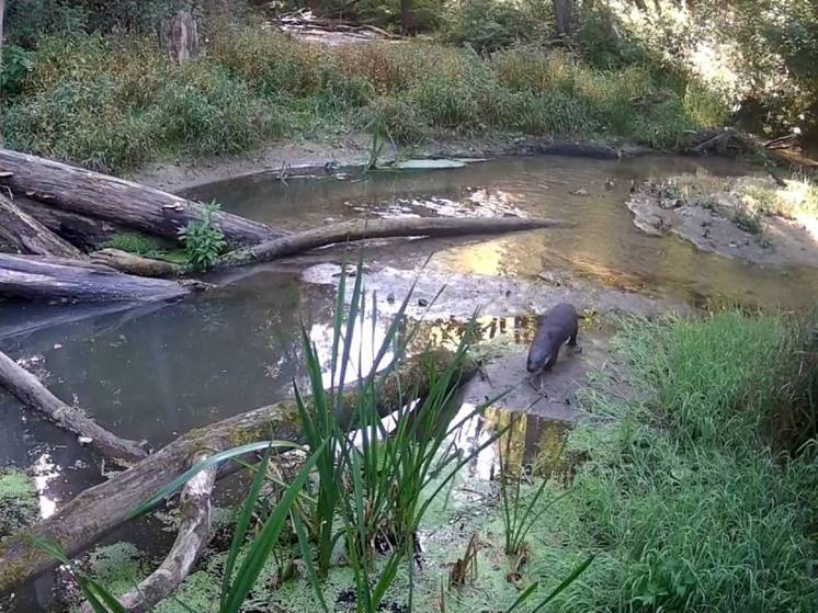 В фотоловушку калужского заповедника попалась выдра