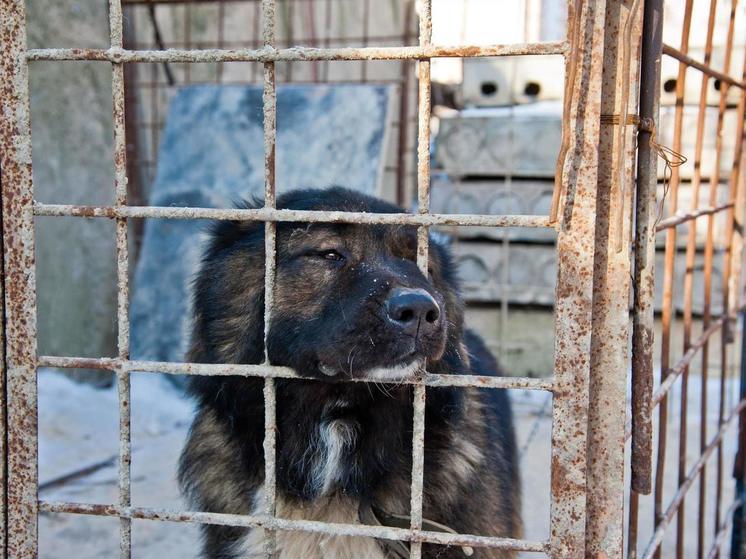 В Волгоградской области на людей стали чаще нападать бездомные животные