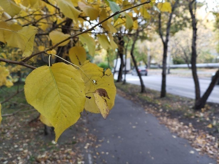 В Декаду пожилого человека в Новосибирске пройдут сотни культурных и спортивных мероприятий