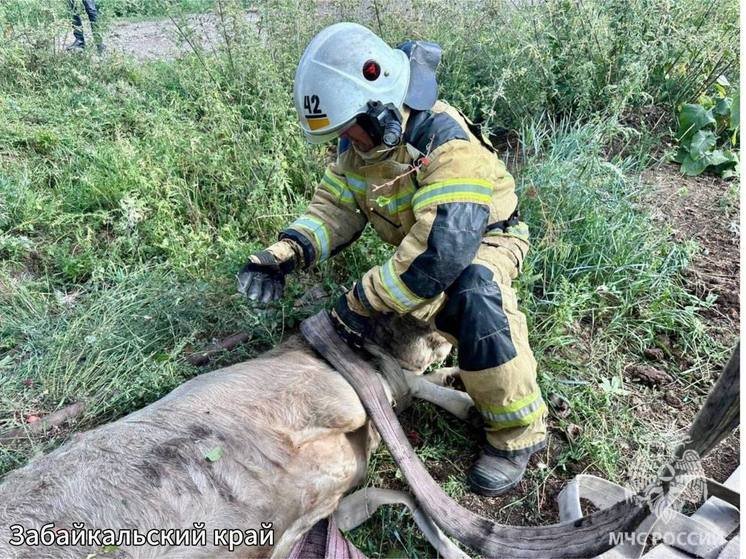 Спасатели вытащили теленка из колодца в Забайкалье