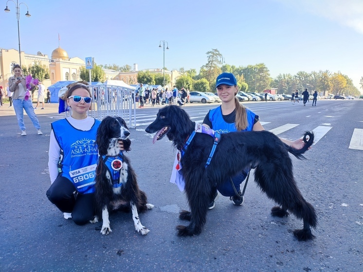 В пятом международном полумарафоне «SNOW LEOPARD RUN 2024», накануне состоявшемся в Бишкеке, приняли участие не только люди, но и необычные спортсмены — охотничьи собаки породы тайган