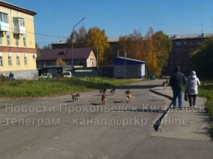 Большая стая собак орудует рядом со школой и техникумом в Прокопьевске