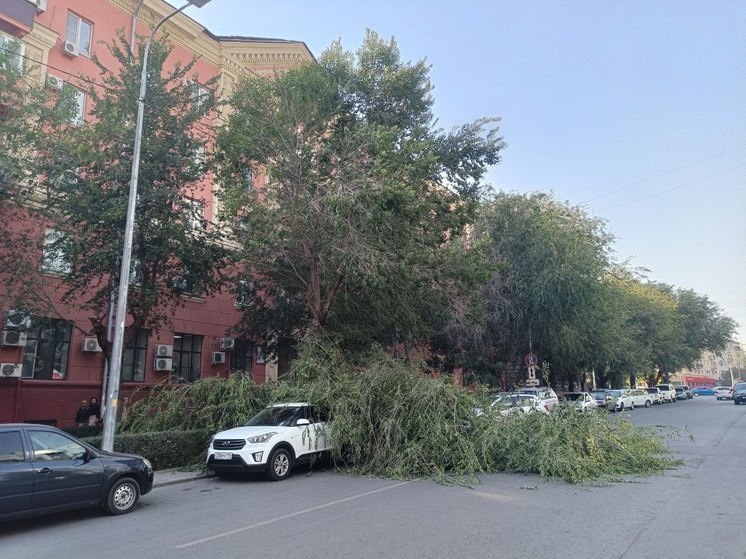 В центре Волгограда из-за мощного ветра дерево упало на автомобиль