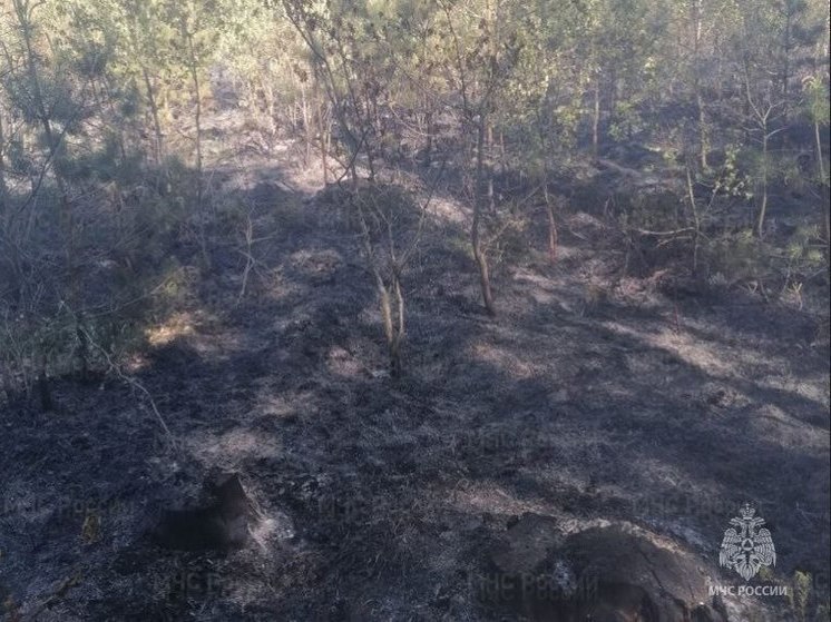 Под брянским Брасово потушили лесной пожар