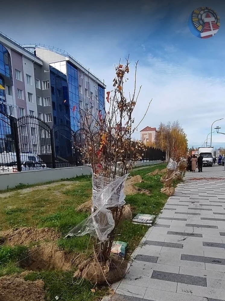 Почти 20 кленов высадили в Ноябрьске на Мира