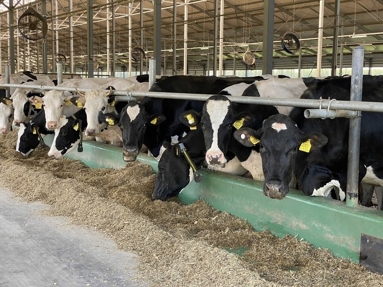 Около 300 кг немаркированной молочной продукции выявили в Рязанской области