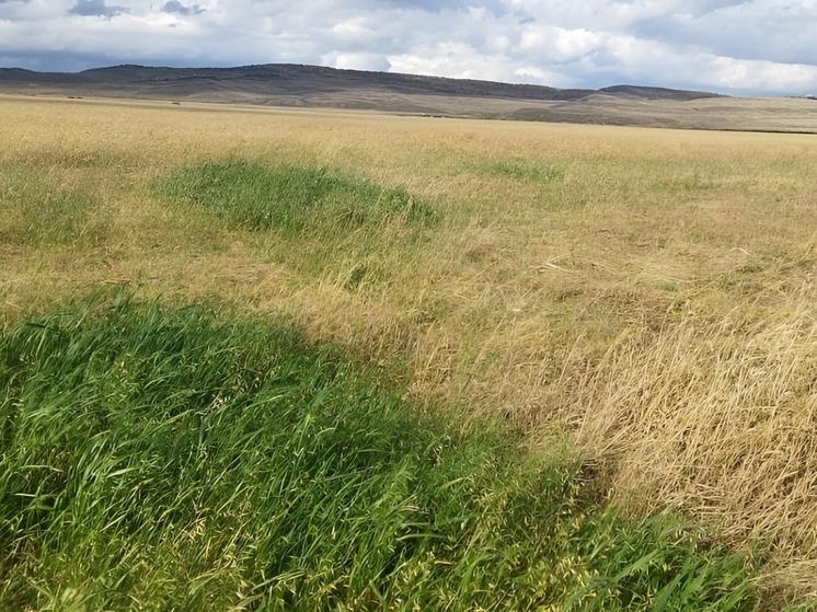 В Хакасии сильные дожди стали причиной снижения показателей по заготовке пшеницы