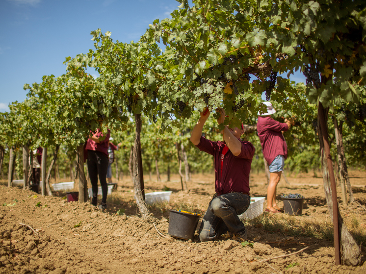 Российские вина взяли семь наград на конкурсе Asia Wine Сhallenge