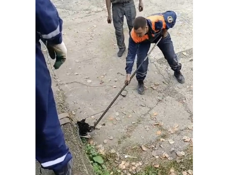 На Сахалине спасли застрявших на несколько дней в бетонной ловушке трех собак