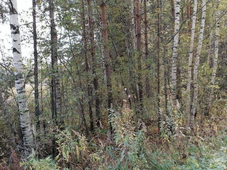 Пожар в лесу заметили в 2 км от Алферово округа Егорьевск