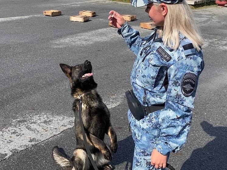 В Тюмени похитителя помогла задержать служебная собака