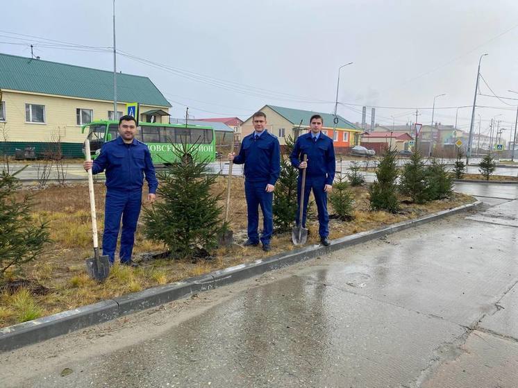 В Тазовском прокуроры посадили елки
