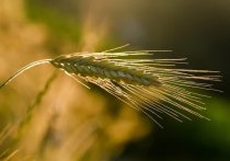 По данным Алтайского филиала ФГБУ «Центр оценки качества зерна» на конец сентября, валовой сбор ржи в регионе при урожайности 27,5 ц/га составил 45 тыс. тонн, что почти в 2 раза больше, чем убрали в 2023 году (25,5 тыс. тонн, 16 ц/га).