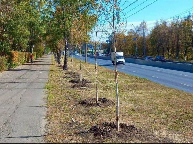 В Пензе высадили крупномеры деревьев