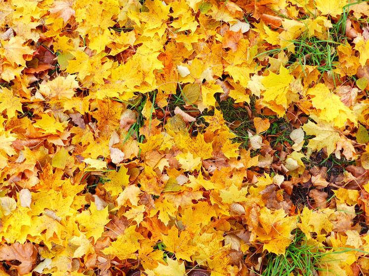 Вандалы вырвали 20 кленов и осквернили табличку на аллее памяти Жириновского