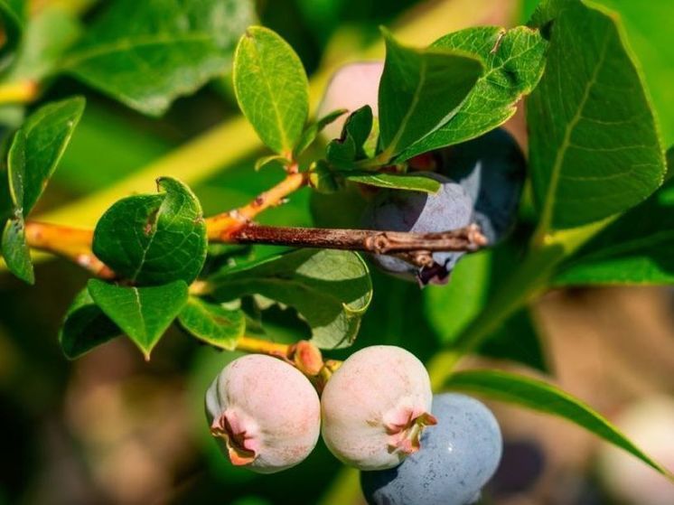 В Подмосковье собрали 1,8 тысяч тонн плодово-ягодных культур