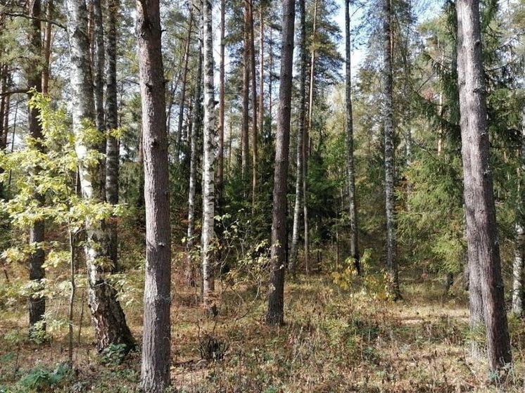 2 лесных пожара вспыхнули в Подмосковье