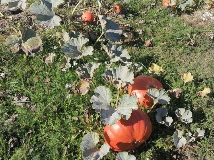 Жителям региона рассказали, что можно посеять в октябре на огороде