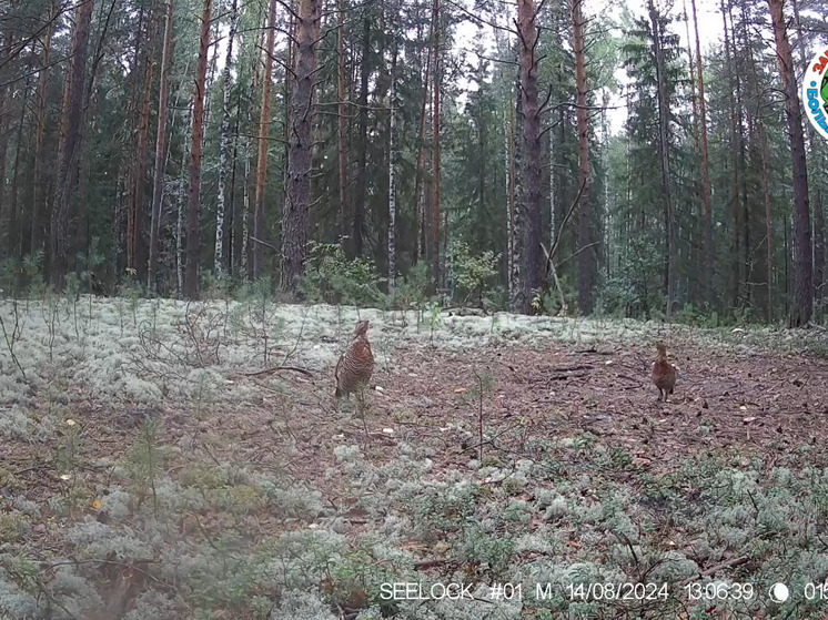 Пернатое семейство: в лесу Марий Эл фотоловушка запечатлела глухарей