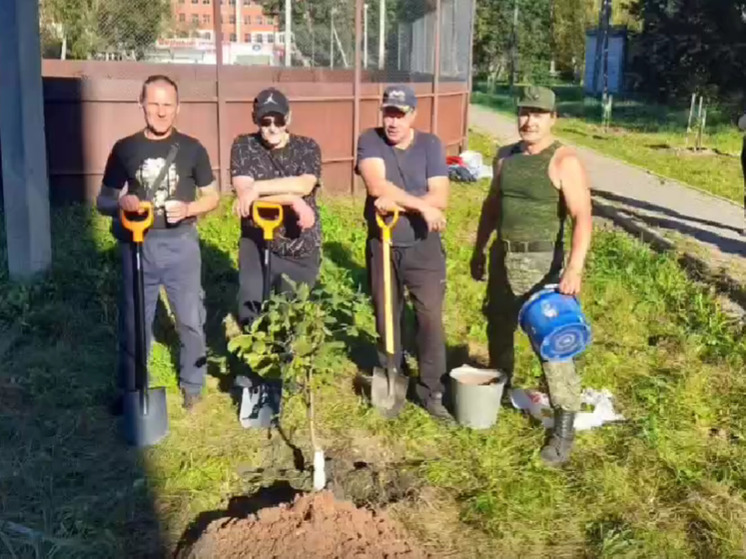 Ветераны СВО высадили деревья на аллее Героев в городе Сольцы