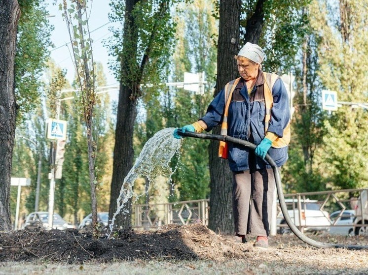 Не дающие пуха тополя высадят по всему Липецку осенью