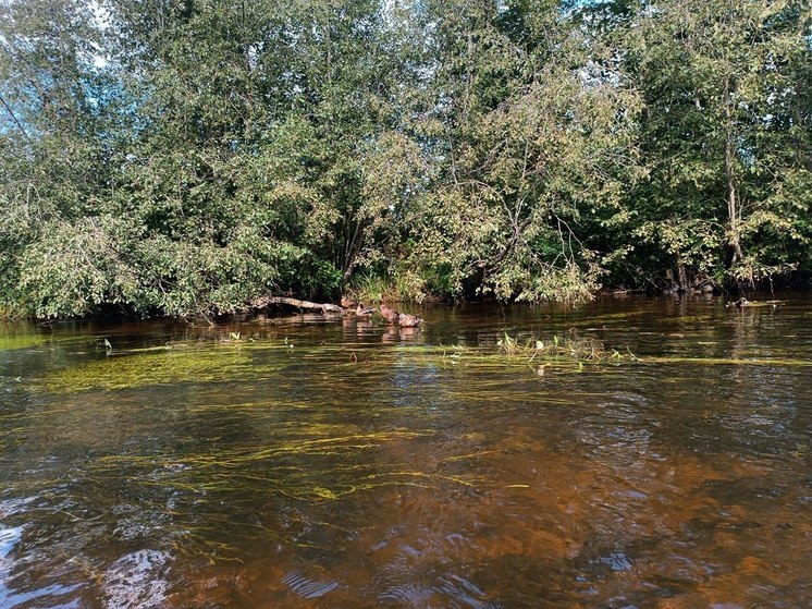 Высокий уровень воды зафиксировали в мурманских реках