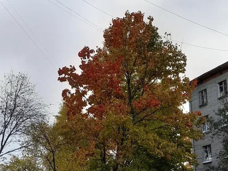 В выходные антициклон принесет в Новгородскую область сухую безветренную погоду