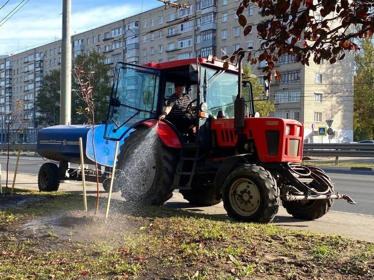 В Ярославле на Московском проспекте посадили редкие яблони