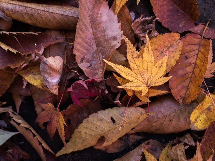 Синоптики 5 октября обещают в Смоленске пасмурную погоду