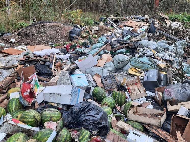 В Новгородской области ИП оставил бухгалтерские документы на незаконной свалке