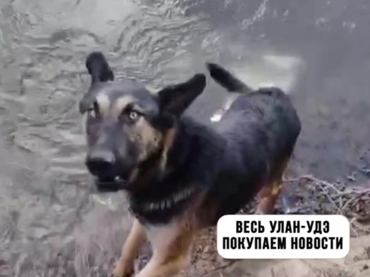 На реке в Улан-Удэ девочки спасли собаку с мешком камней на шее